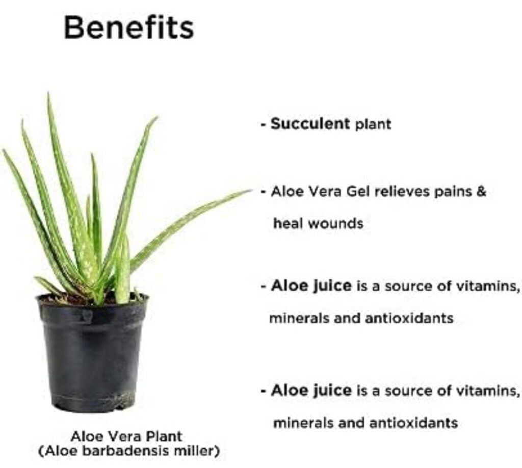 Aloe Vera Plant