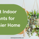 Best Indoor Plants for Healthier Home