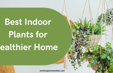 Best Indoor Plants for Healthier Home